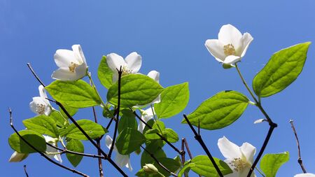 Pretty white flower on a blue sky.の写真素材