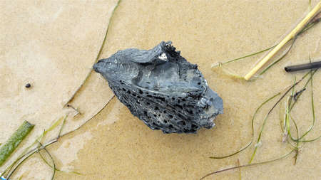 Empty black oyster shell lies on the beach.