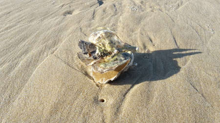Seashell on the beach in the summer. High quality photo