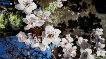 First blossoms on a plum tree.