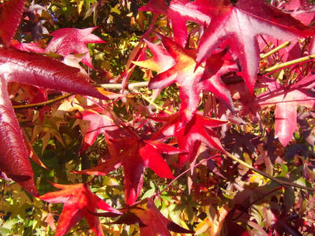 American sweetgum (Liquidambar styraciflua). leaves in detail