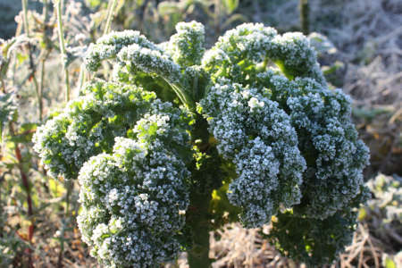 Cabbage covered with hoarfrost in the early morning sun.の写真素材