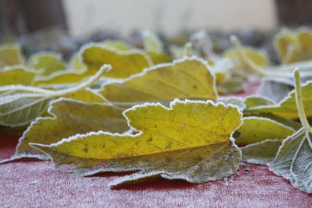 Frosted leaves on the windowsill. Autumn background. Selective focus.の写真素材