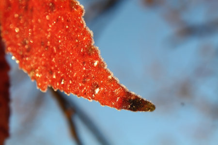American sweetgum (Liquidambar styraciflua). leaves in detailの写真素材