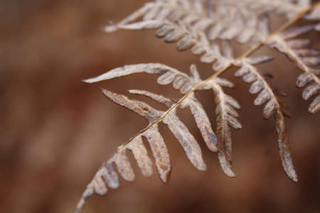 Close up of fern in autumnの写真素材