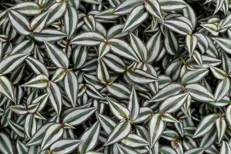 Striped leaves background top view. Closeup floral wallpaperの写真素材