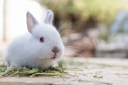 Cute white rabbit close up with copy spaceの写真素材