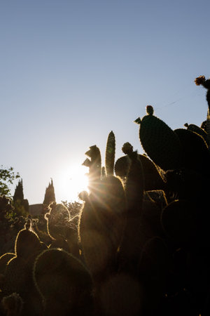 Cactus bushes in the rays of the setting sun. Cobwebs between plants, needles, sandy desert, Endless sand, sandstorm, ancient egypt, heat, sun, dust. Natural floral minimal concept.の写真素材