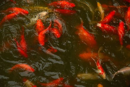 Goldfishの写真素材
