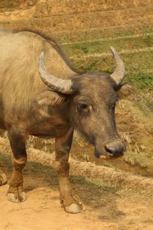 Buffalo in Vietnam