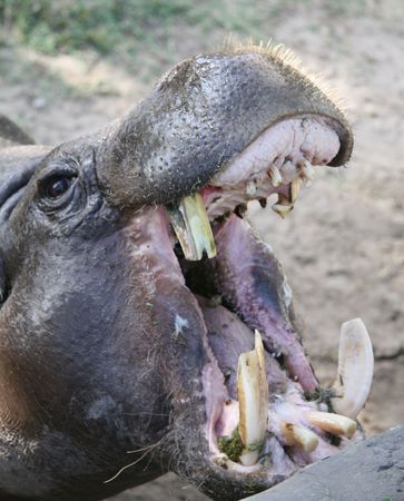 Bad mouthed Hippoの写真素材