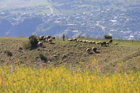 Shepherd herding his sheep near Akhaltiskhe in the Caucasian Republic of Georgia, with foreground of...