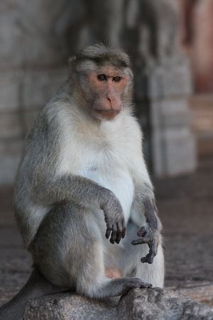 Close-up of a macaque in a temple in Hampi, Indiaの写真素材