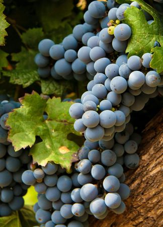 Grapes in a vineyard in Mendoza, Argentinaの写真素材
