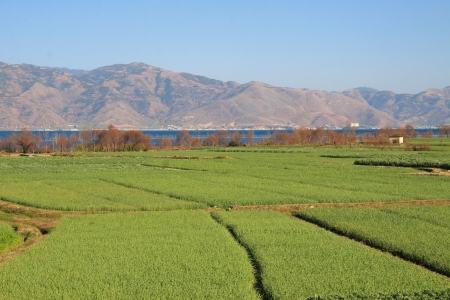 Lush green rice fields in Dali, Yunnan province, Chinaの写真素材