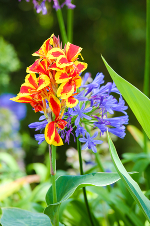 Exotic flowers at Monserrate Palace in Sintra, Portugalのeditorial素材