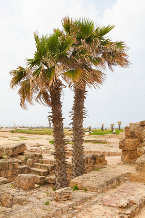 Palm trees and ruins of the ancient Roman city Caesarea at the Mediterranean Coast in Israelの写真素材