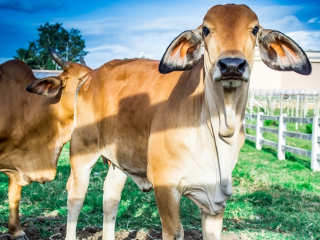 Cows standing in a green meadow with a blue skyの写真素材