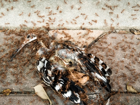 bird carcassの写真素材