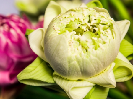 Folding lotus petals in Thailandの写真素材