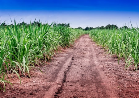 Sugar cane fields with blue sky backgroundの写真素材