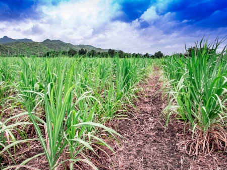 Sugar cane fields with blue sky backgroundの写真素材