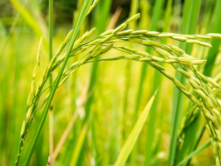 Closeup of rice seed panicles in the paddy, Thailandの写真素材