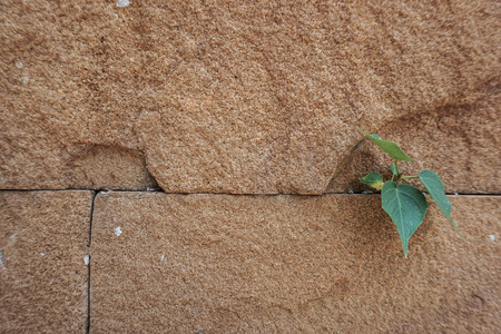 I will growth upの写真素材