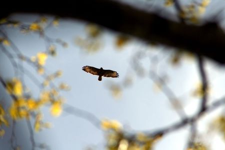 The hawk soaring in the skyの写真素材