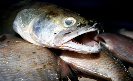 Zander (Sander lucioperca), freshwater fish