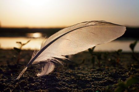 Feather on sandの写真素材
