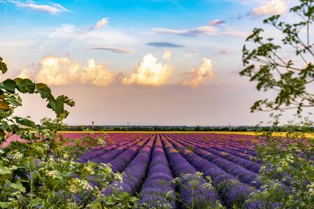 Lavender fields from the beautiful Bulgariaの写真素材