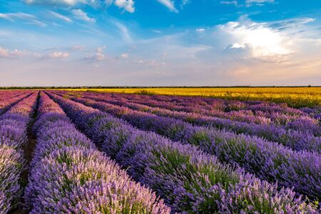 Lavender fields from the beautiful Bulgariaの写真素材