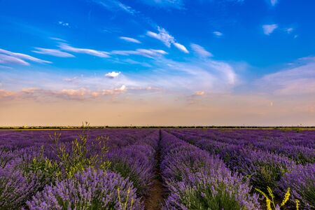 Lavender fields from the beautiful Bulgariaの写真素材