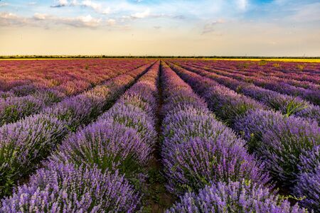 Lavender fields from the beautiful Bulgariaの写真素材