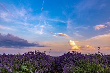 Lavender fields from the beautiful Bulgariaの写真素材