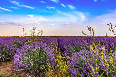 Lavender fields from the beautiful Bulgariaの写真素材