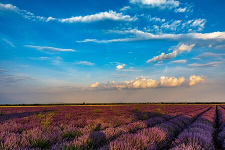 Lavender fields from the beautiful Bulgariaの写真素材