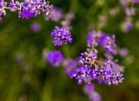 Lavender fields from the beautiful Bulgariaの写真素材