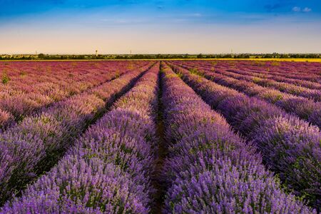 Lavender fields from the beautiful Bulgaria