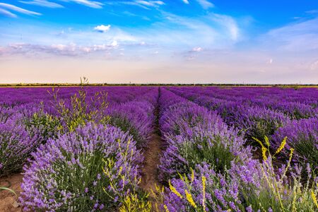 Lavender fields from the beautiful Bulgariaの写真素材