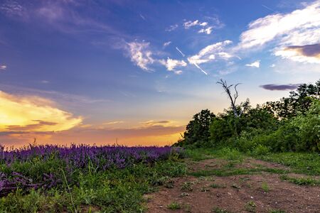 Lavender fields from the beautiful Bulgariaの写真素材
