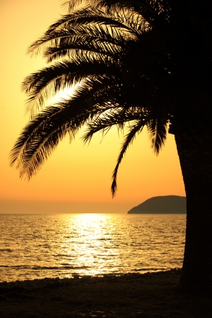 Palm tree on beach at sunsetの写真素材