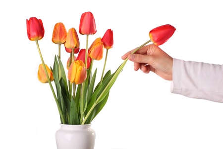 Bouquet from tulips in china vase isolated on whiteの写真素材