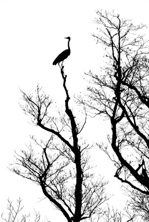 Silhouette tree with bird outdoorの写真素材