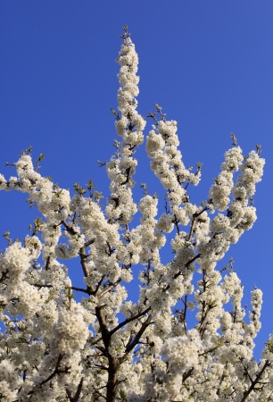 Cherry blossom trees in bloomの写真素材