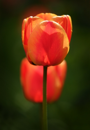 Two orange tulipsの写真素材