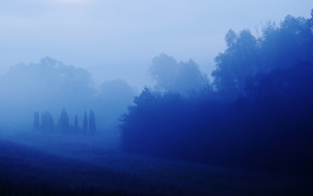 Bluish morning with tree in mistの写真素材