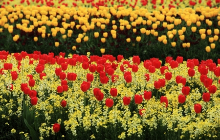 Colorful flowers in park useful as backgroundの写真素材