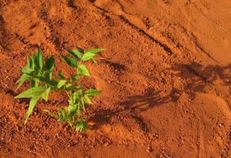                       Lonely plant on red soil  focus on the ground          の写真素材